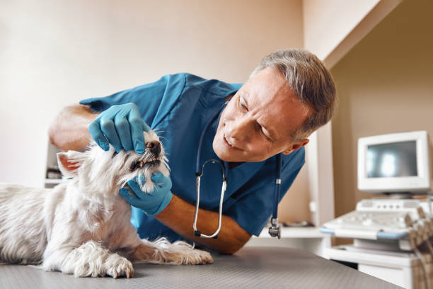 Best Chipped Tooth Repair Near Me  in White Cloud, MI